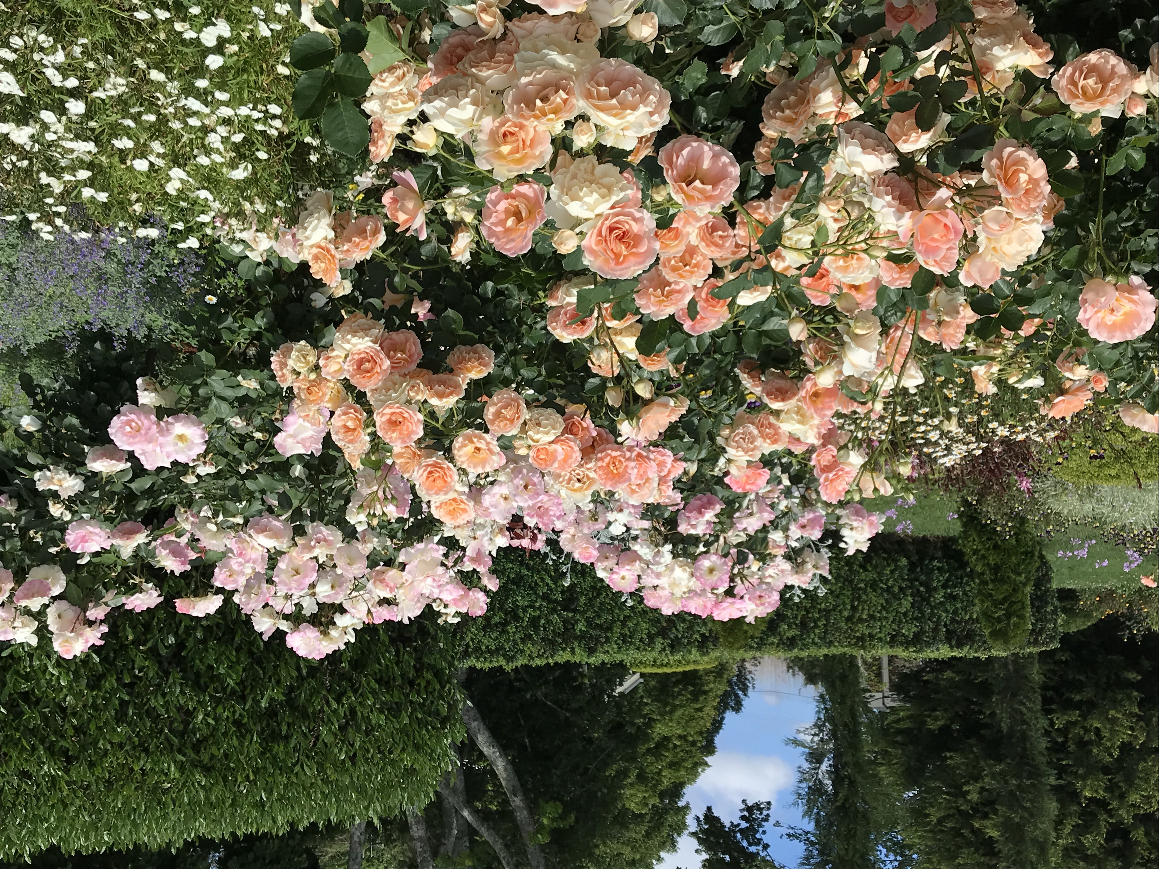 large display of dusty pink roses in a garden bed